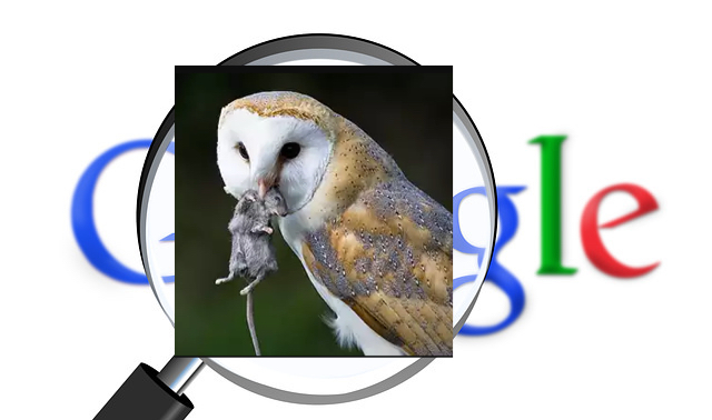 Project Owl Google Search