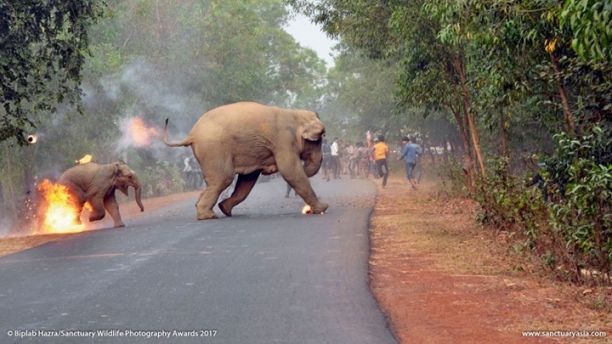 Burning elephant